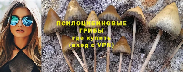 PSILOCYBIN Елизово